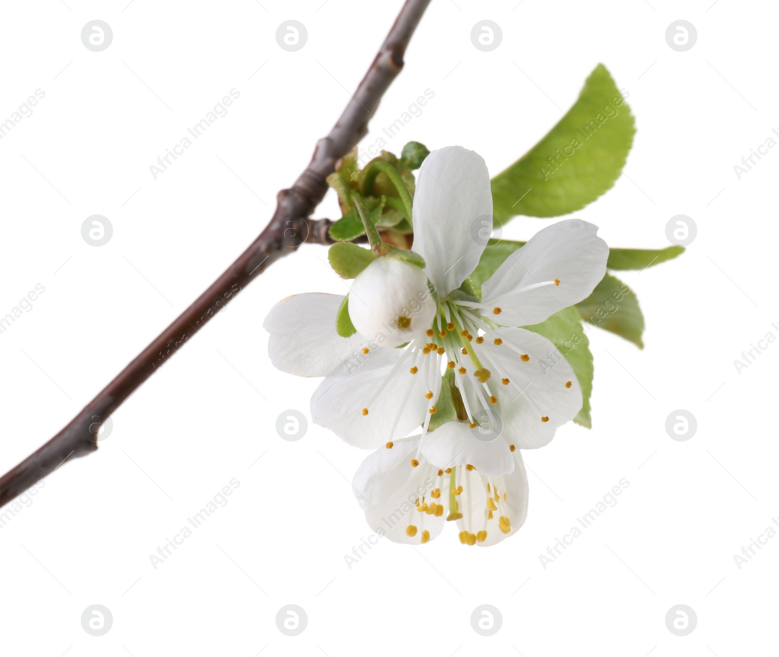 Photo of Spring branch with beautiful blossoms and leaves isolated on white