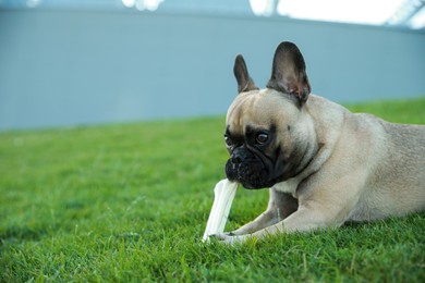 Photo of Cute French bulldog with bone treat on green grass outdoors, space for text. Lovely pet