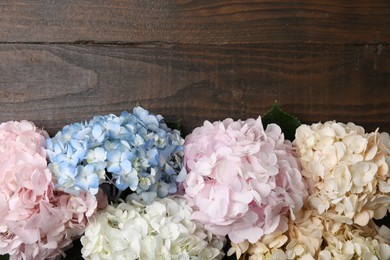 Beautiful hydrangea flowers on wooden background, top view. Space for text