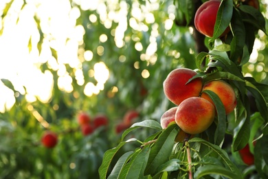 Fresh ripe peaches on tree in garden