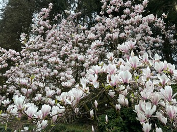 Beautiful magnolia shrub with white flowers growing outdoors