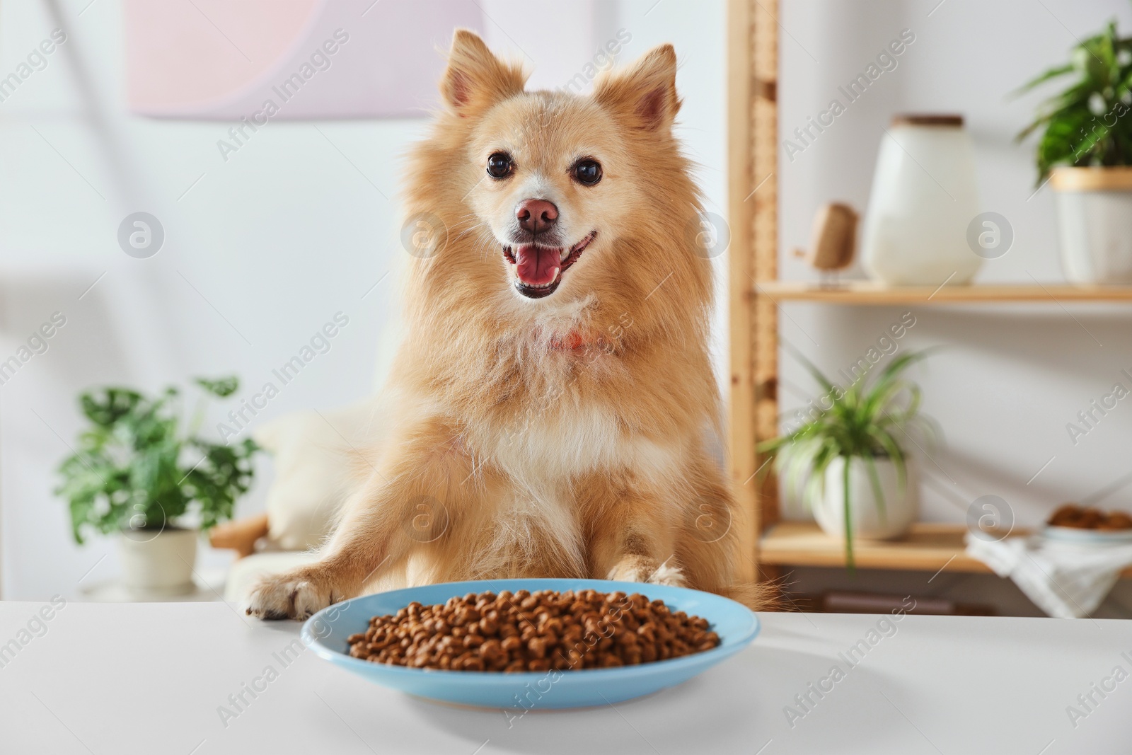 Photo of Cute Pomeranian spitz at table with dry dog food indoors