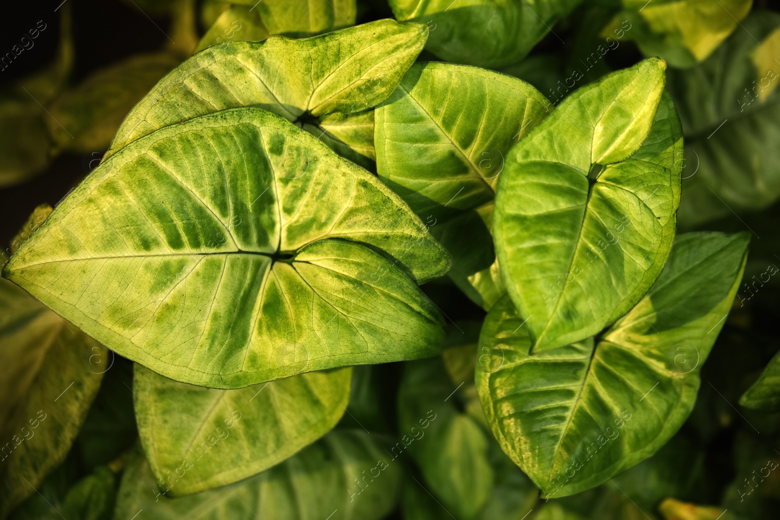 Photo of Tropical plant with lush green leaves, closeup