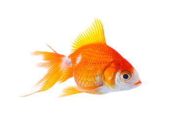 Photo of Beautiful bright small goldfish isolated on white