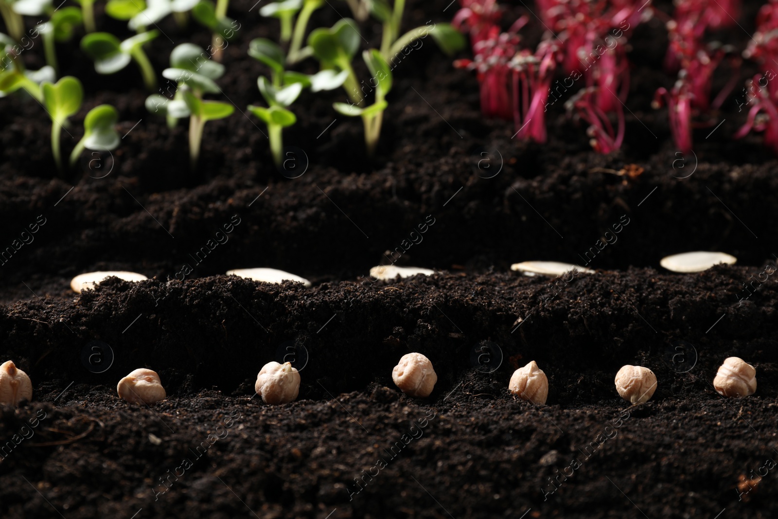 Photo of Many seeds and vegetable seedlings in fertile soil