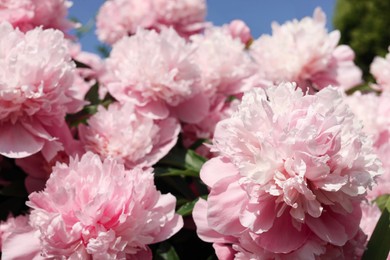 Photo of Wonderful pink peonies in garden on sunny day, closeup