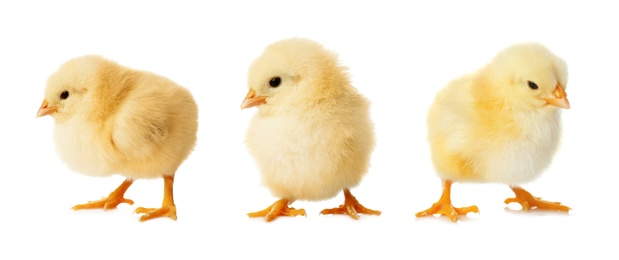 Image of Three cute fluffy chickens on white background. Farm animals