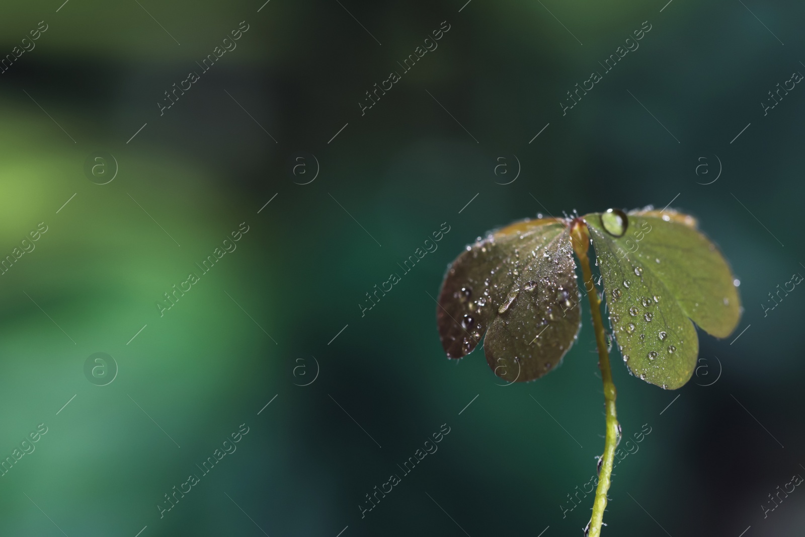 Photo of Beautiful green leaves with dew drops on blurred background, space for text