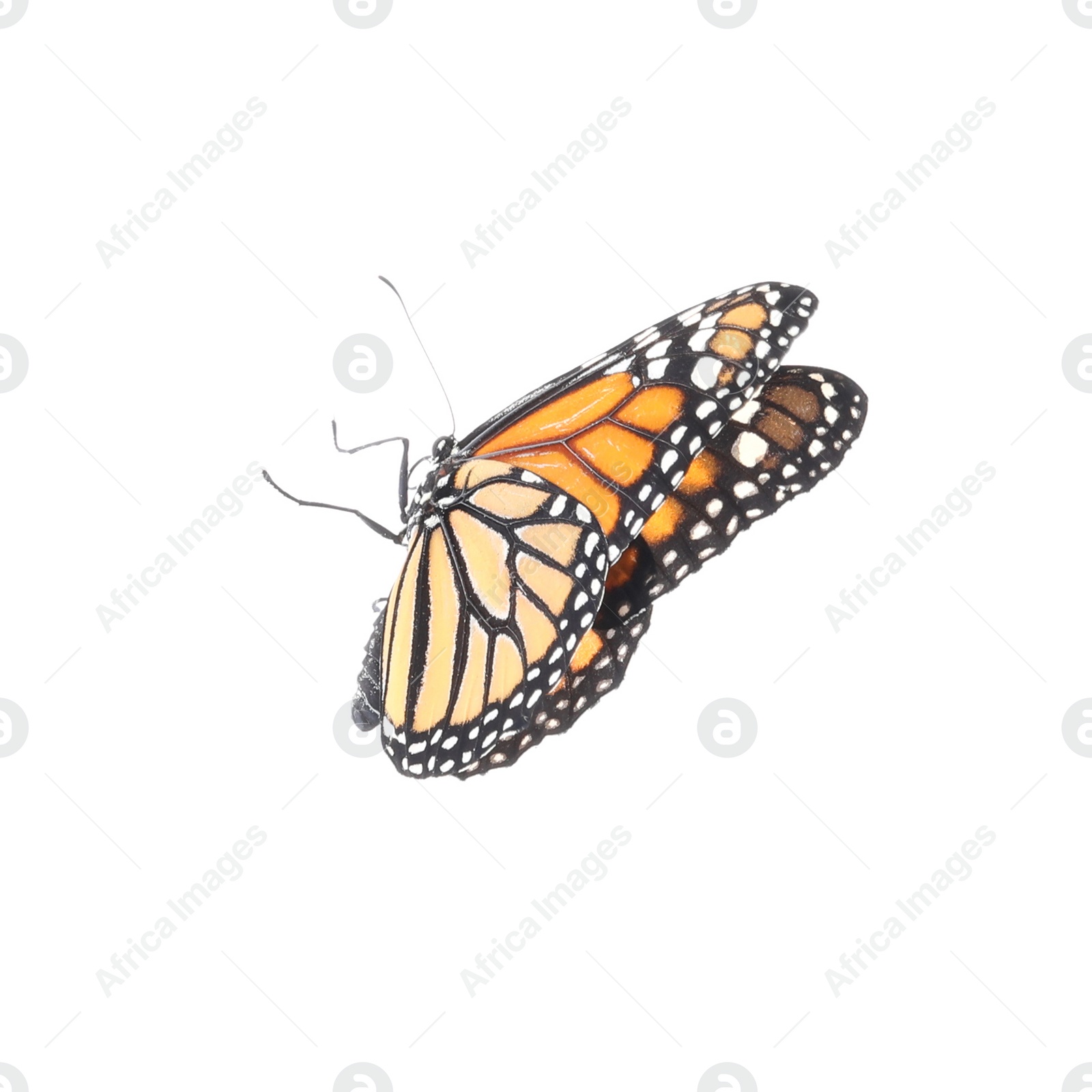 Photo of Beautiful fragile monarch butterfly isolated on white