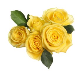 Beautiful fresh yellow roses with leaves isolated on white