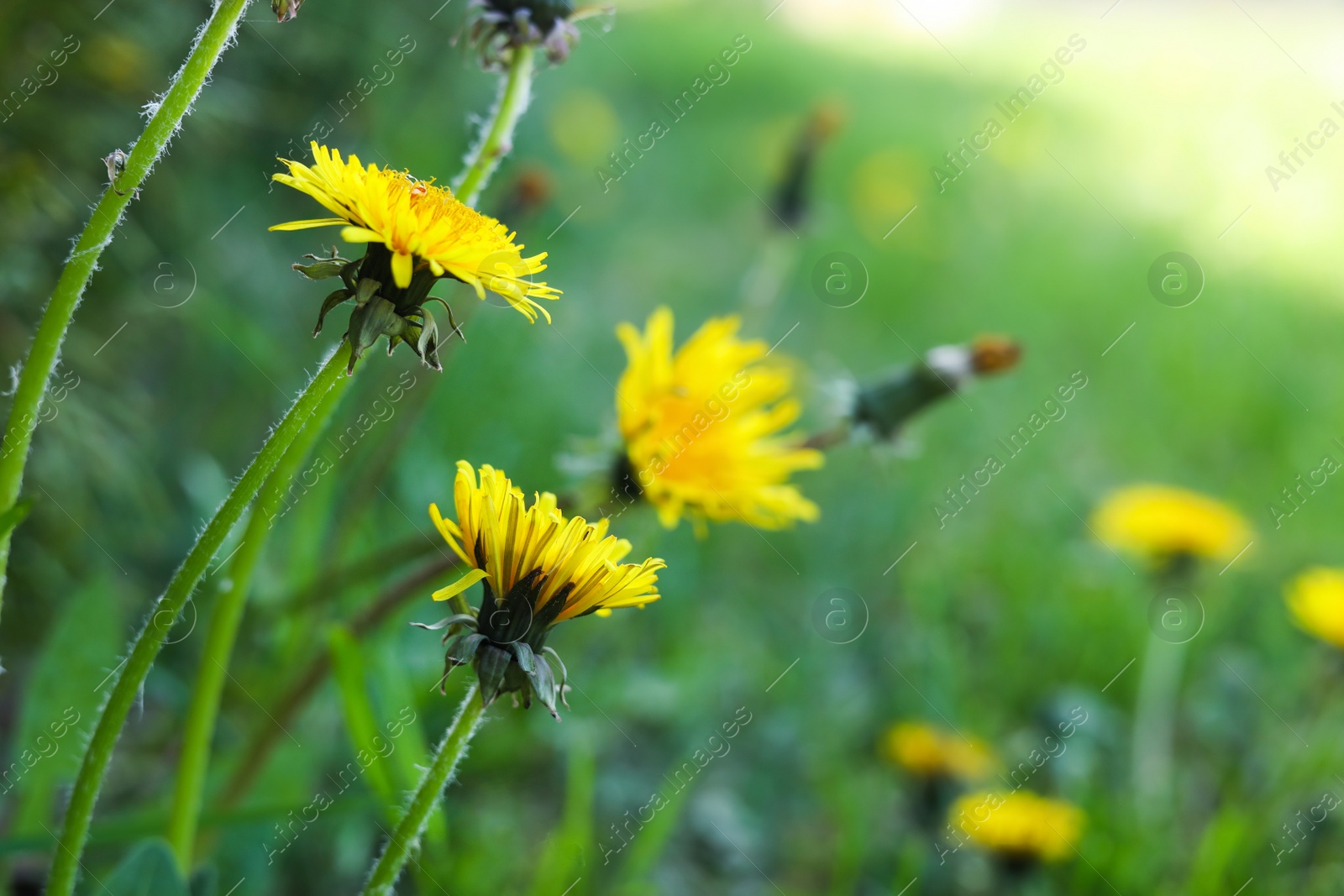 Photo of Beautiful bright yellow dandelions in green grass, closeup