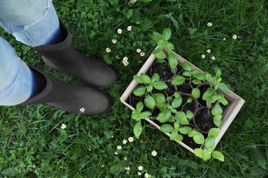 Woman near crate with seedlings outdoors, top view