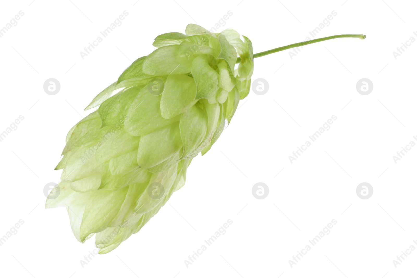 Photo of One fresh green hop isolated on white