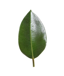 Fresh green leaf of Ficus elastica plant isolated on white