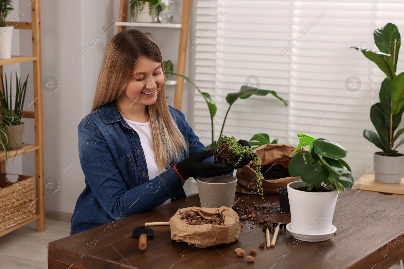 Photo of Woman transplanting houseplant at wooden table indoors