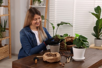 Photo of Woman transplanting houseplant at wooden table indoors