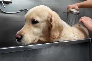 Professional groomer washing cute dog in pet beauty salon, closeup