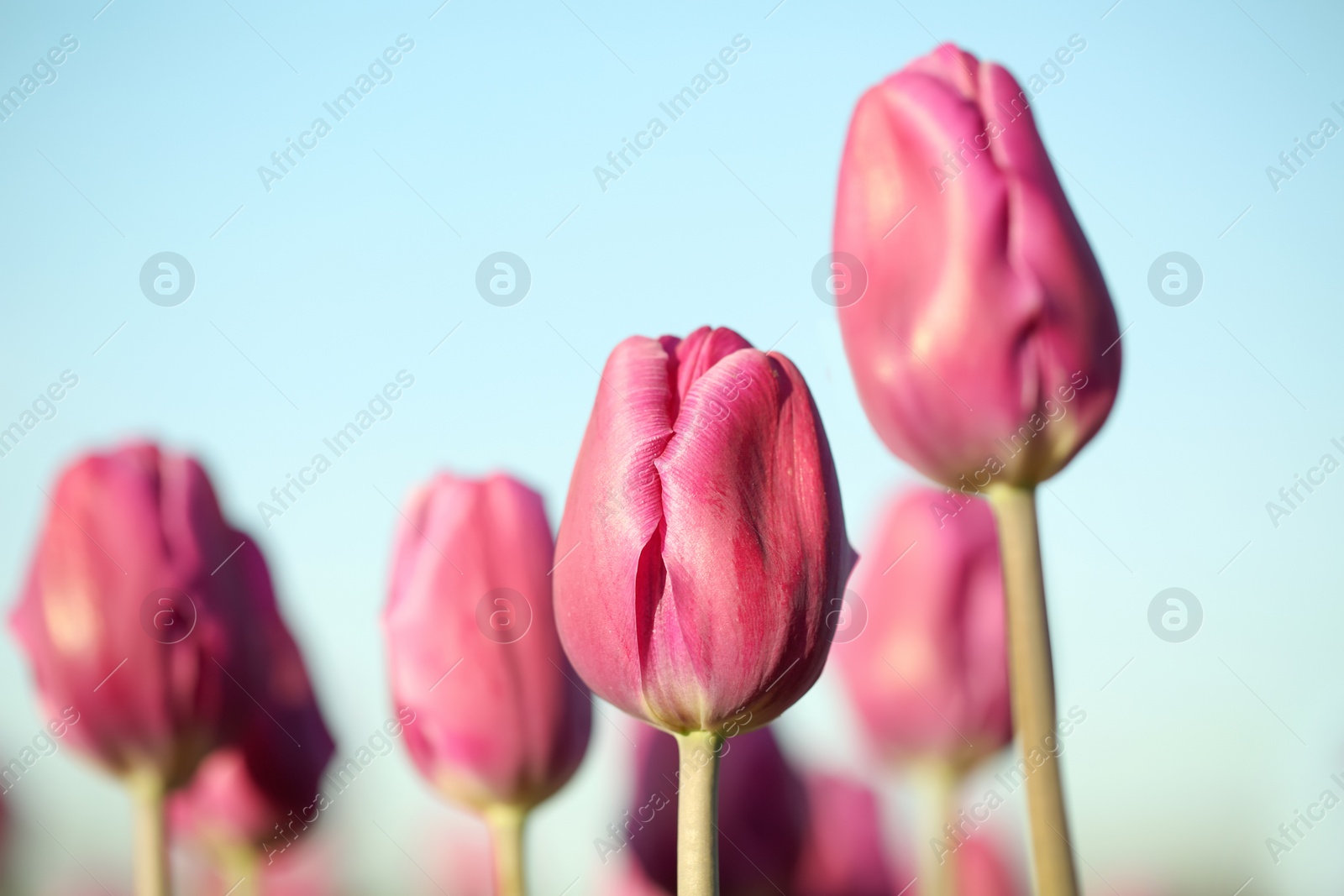 Photo of Blossoming tulips in field on sunny spring day