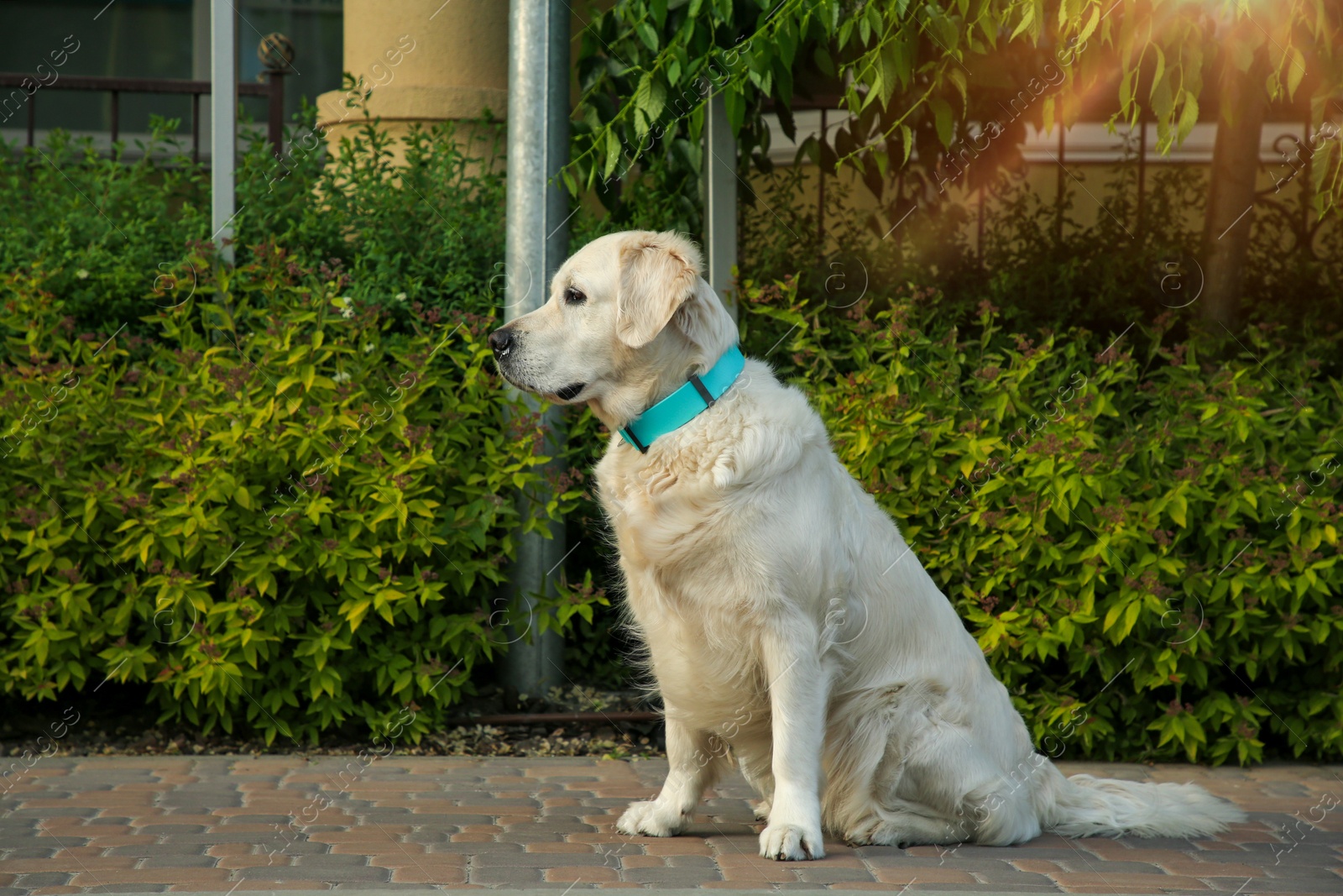 Photo of Adorable White Retriever dog on sidewalk outdoors