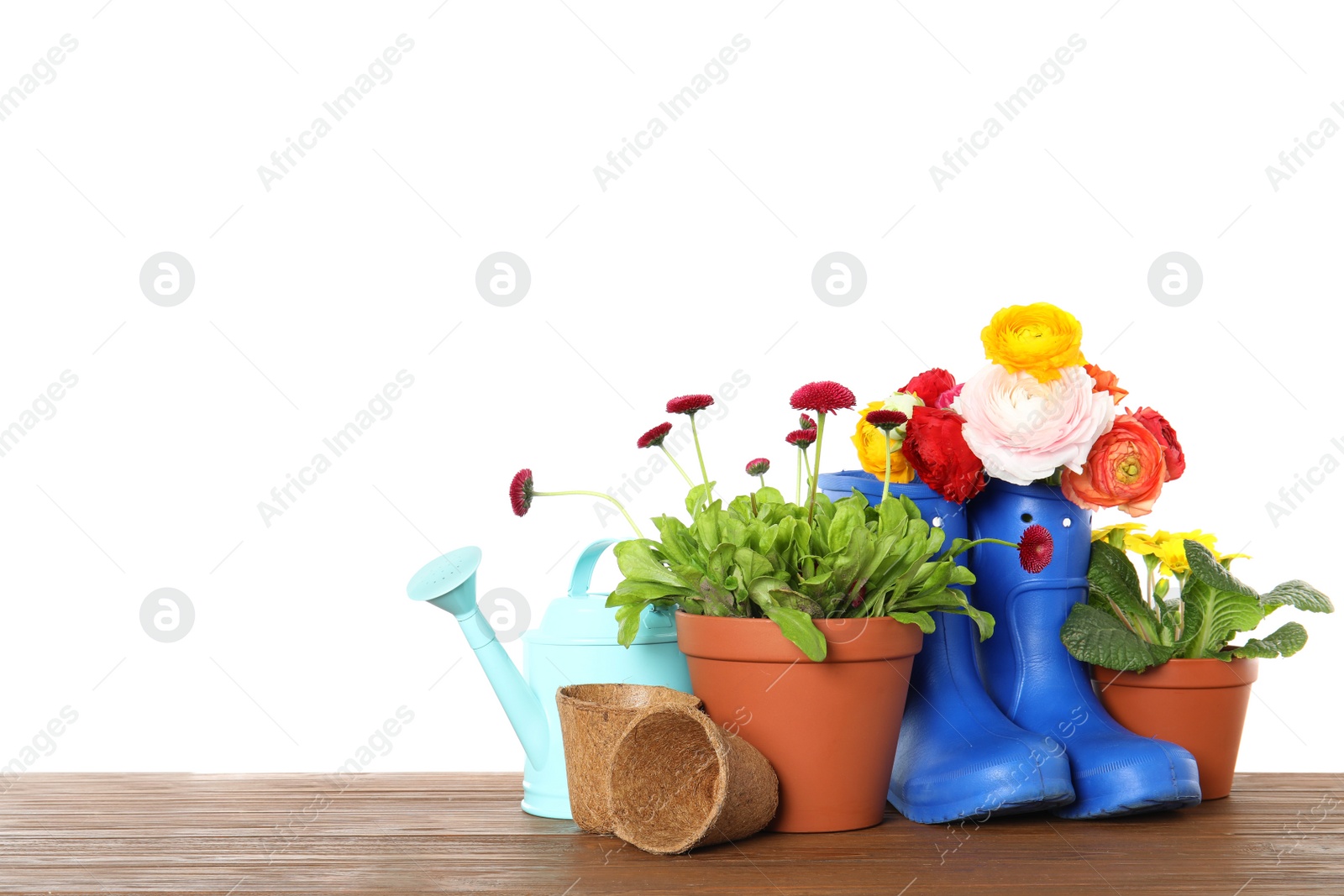 Photo of Potted blooming flowers and gardening equipment on wooden table against white background