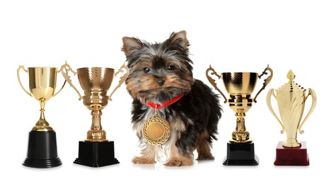 Image of Cute Yorkshire terrier with gold medal and trophy cups on white background. Banner design 