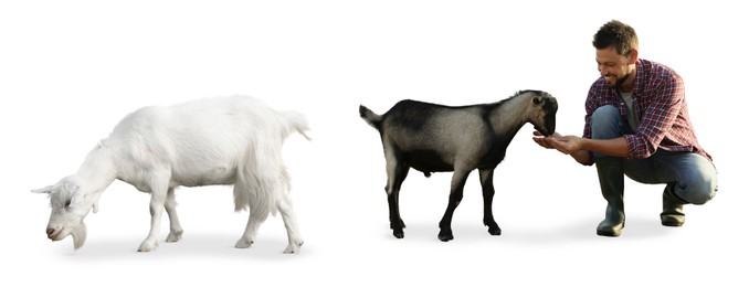 Image of Man and cute domestic goats on white background, collage. Banner design