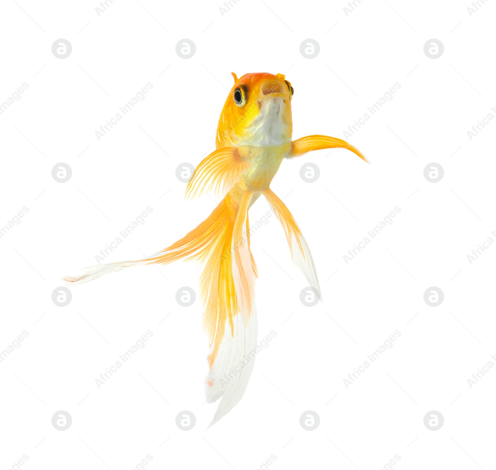 Photo of Beautiful bright small goldfish isolated on white