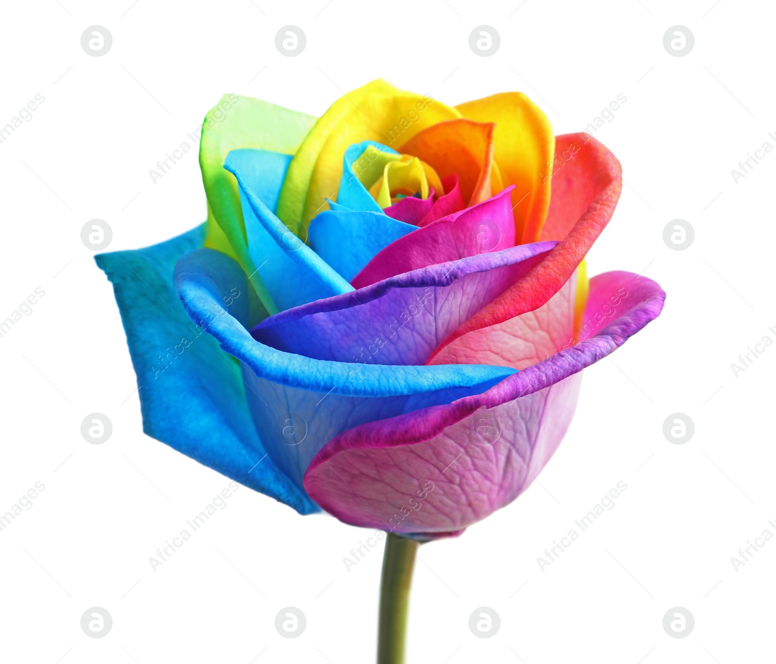 Photo of Amazing rainbow rose flower on white background