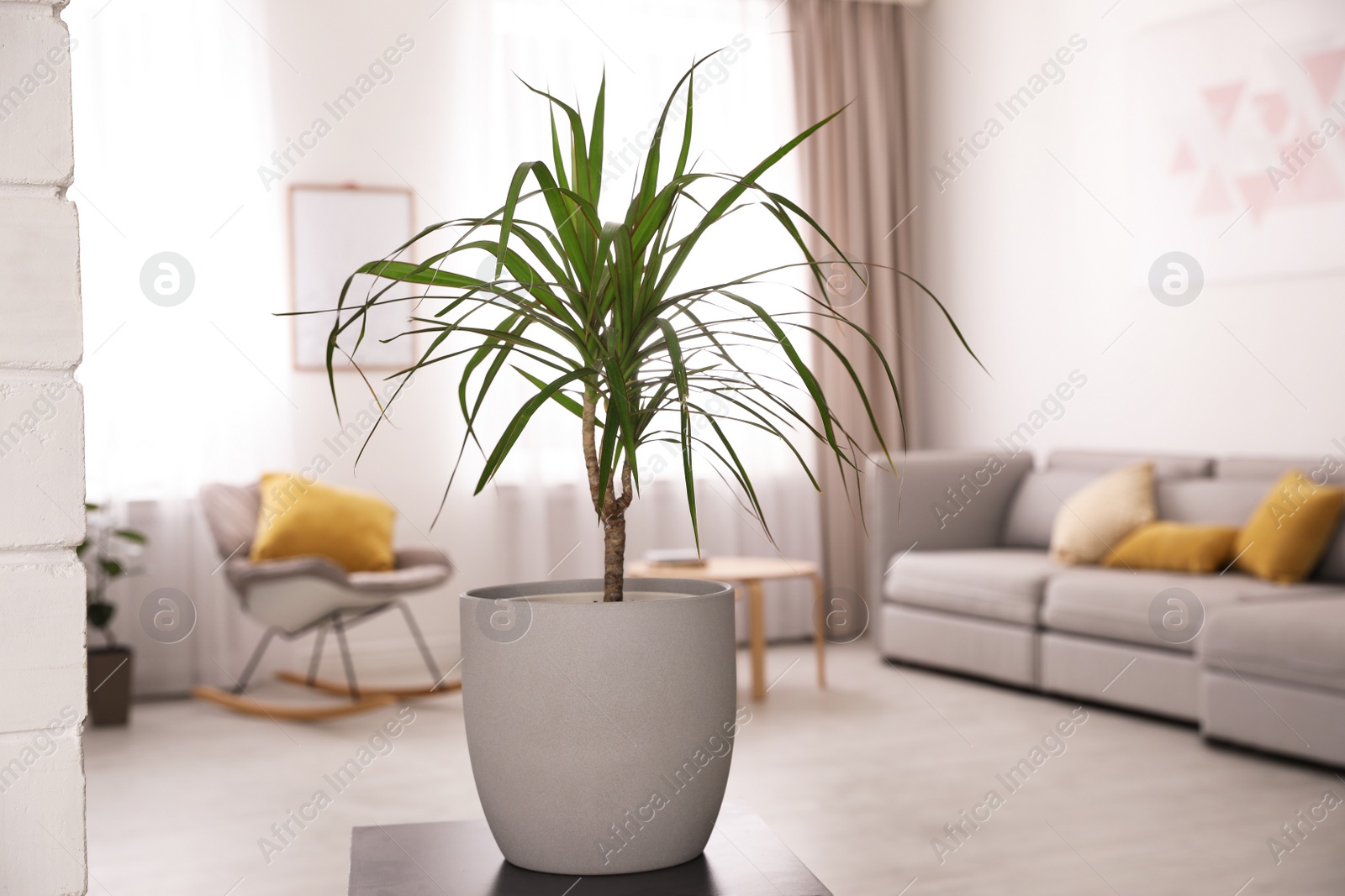 Photo of Beautiful green dracaena on table in room. Element of interior design