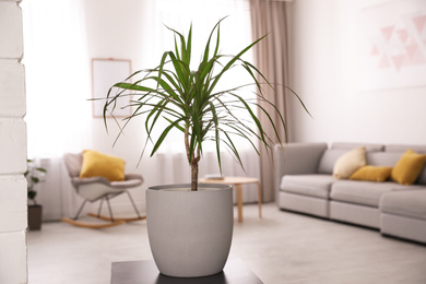 Photo of Beautiful green dracaena on table in room. Element of interior design