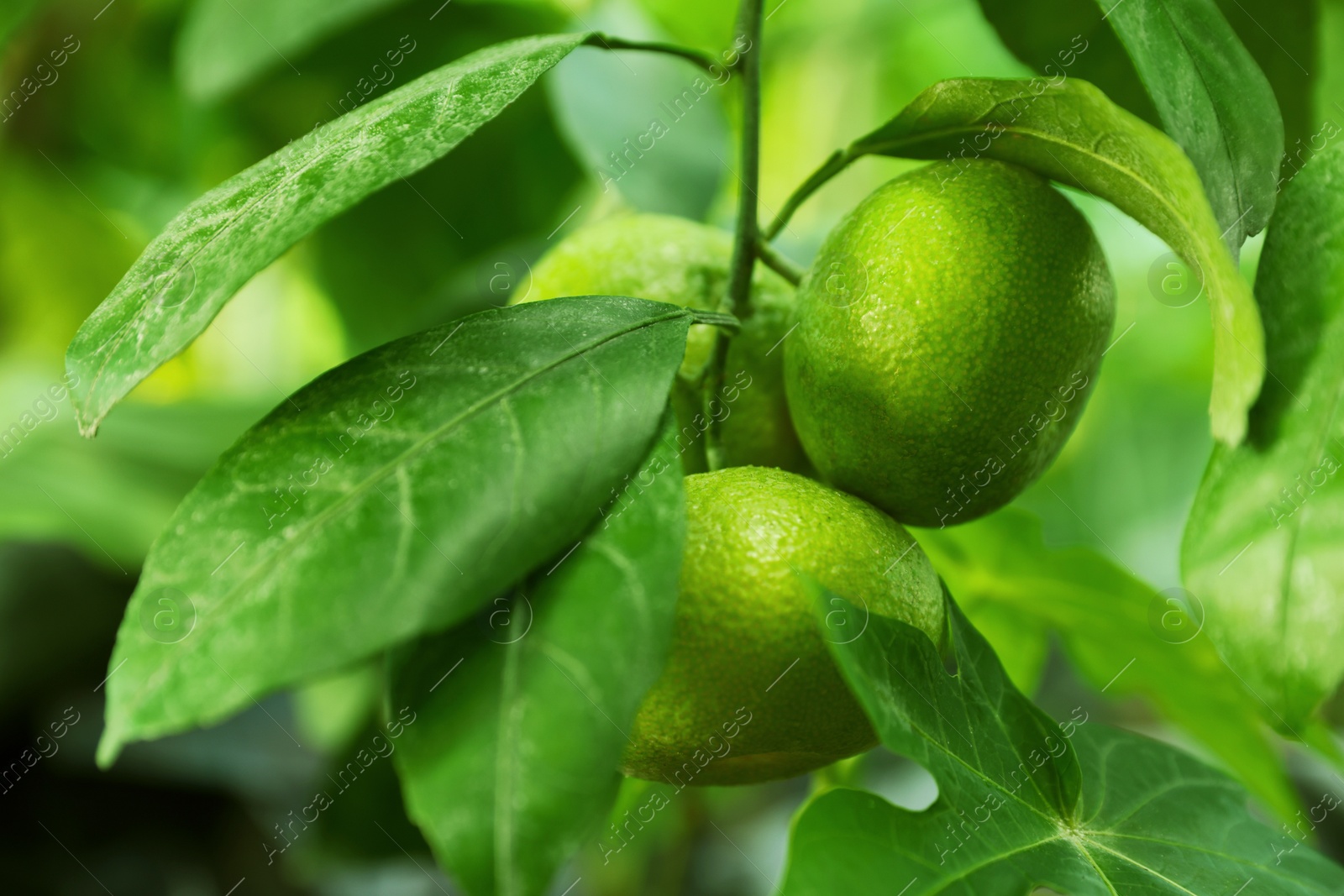 Photo of Unripe lemons growing on tree outdoors, closeup