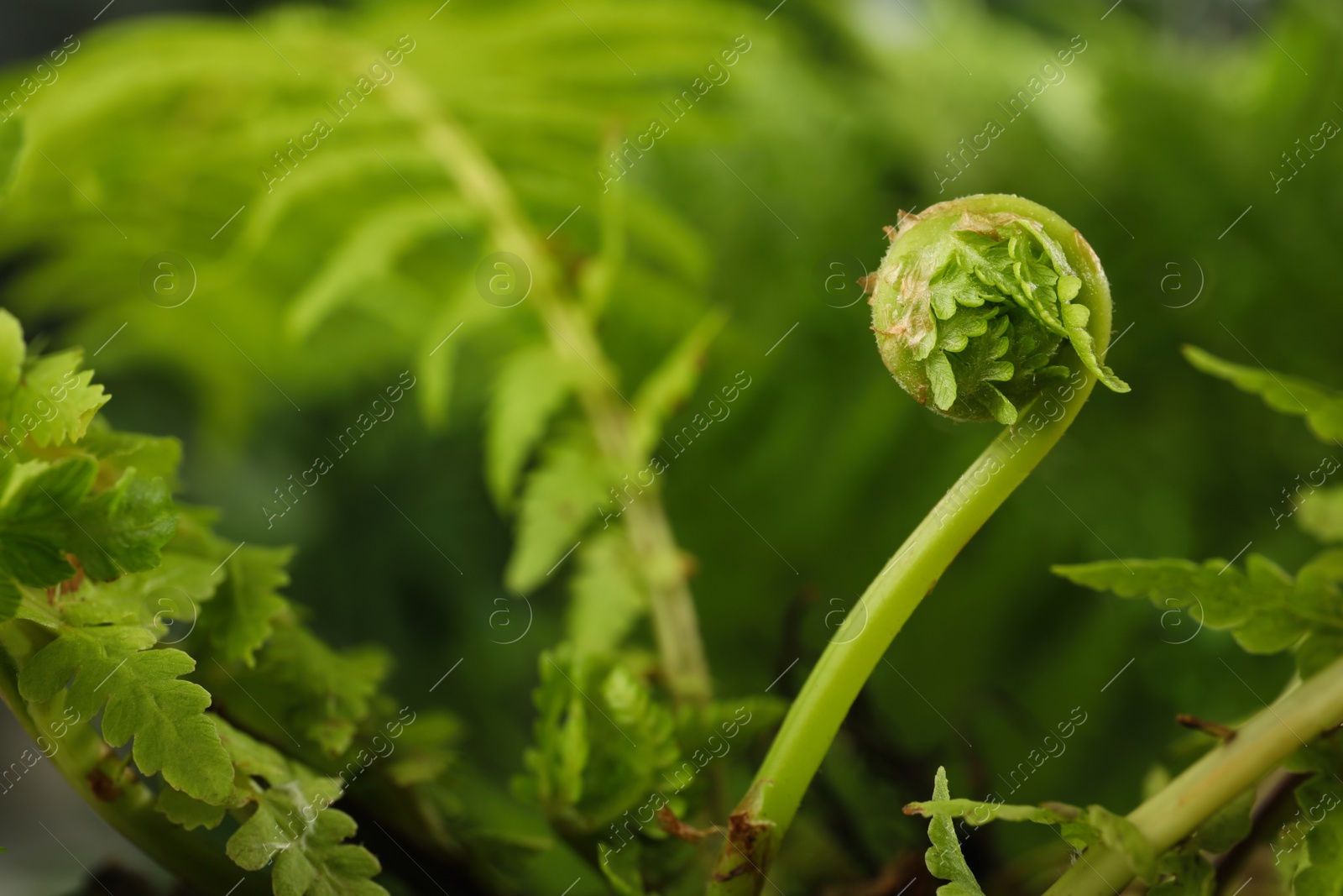 Photo of Green fern plant with young leaf on blurred background, closeup