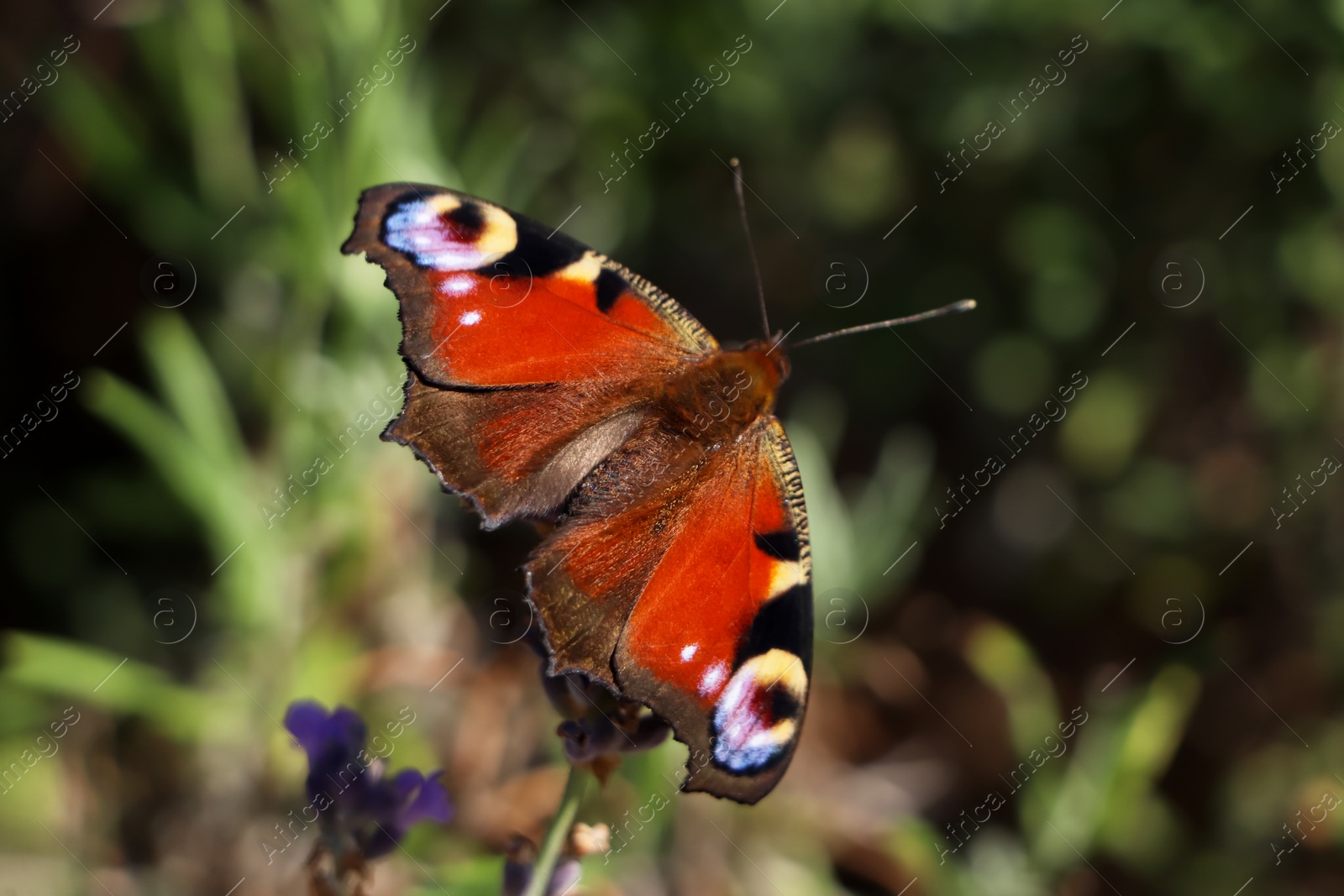 Photo of Beautiful butterfly in lavender field on summer day, closeup