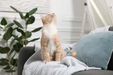 Photo of Cute ginger cat sitting on sofa at home