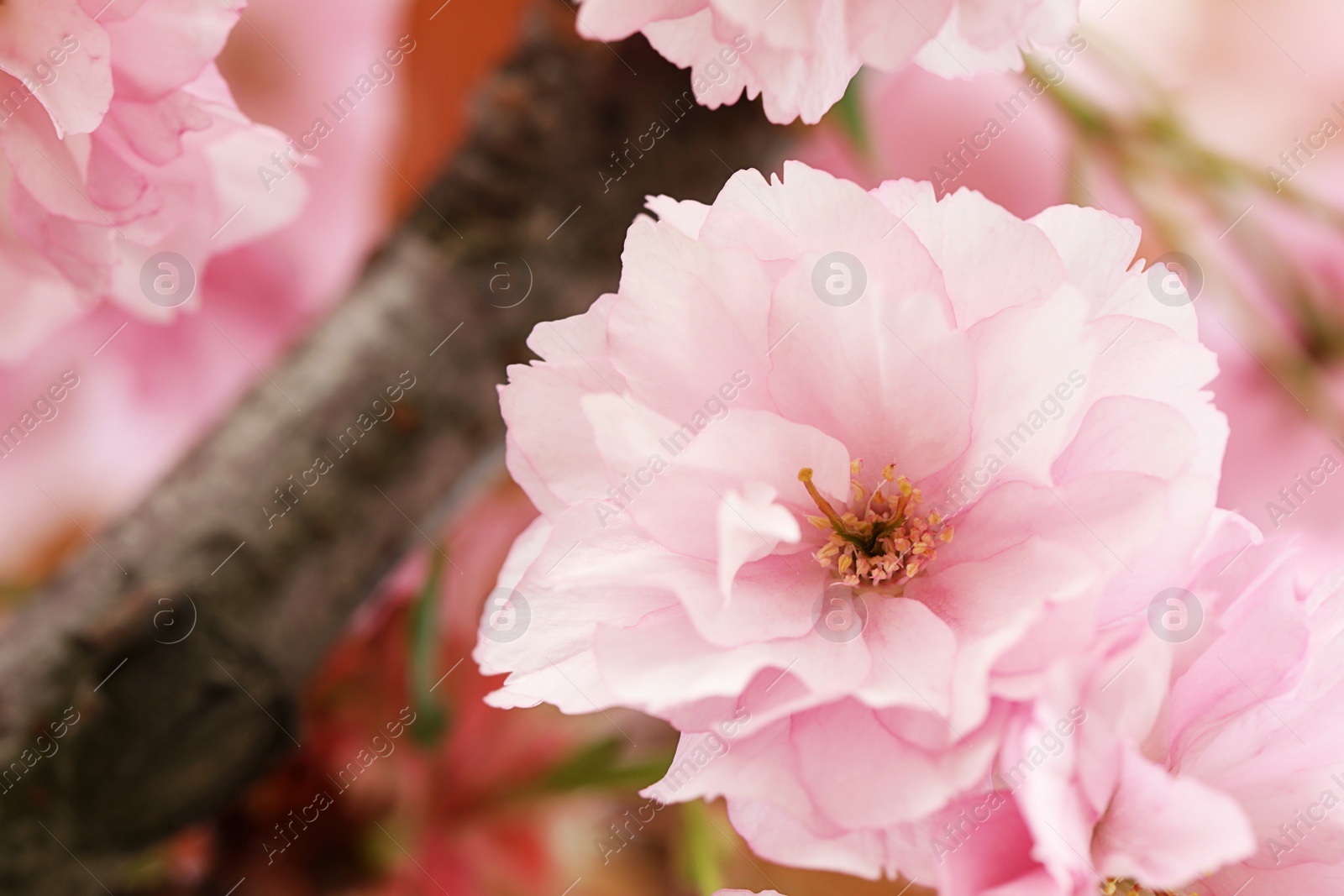 Photo of Beautiful pink flower of blossoming sakura tree, closeup