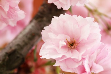 Photo of Beautiful pink flower of blossoming sakura tree, closeup