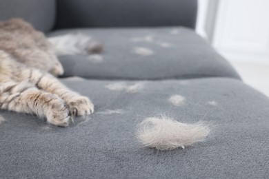 Photo of Cat and pet hair on grey sofa indoors, selective focus