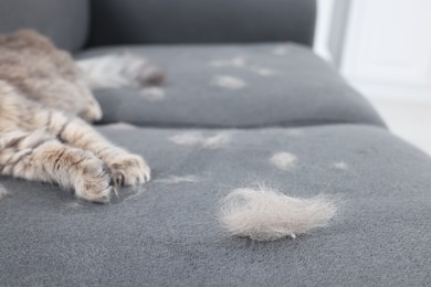 Cat and pet hair on grey sofa indoors, selective focus