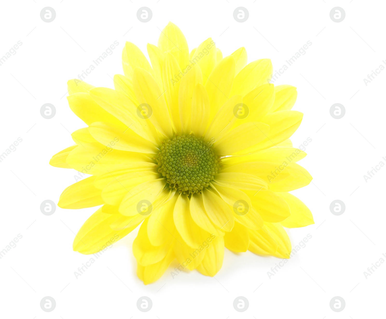 Photo of Beautiful and delicate chamomile flower on white background