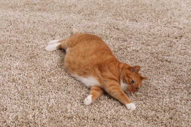 Photo of Cute ginger cat lying on soft carpet