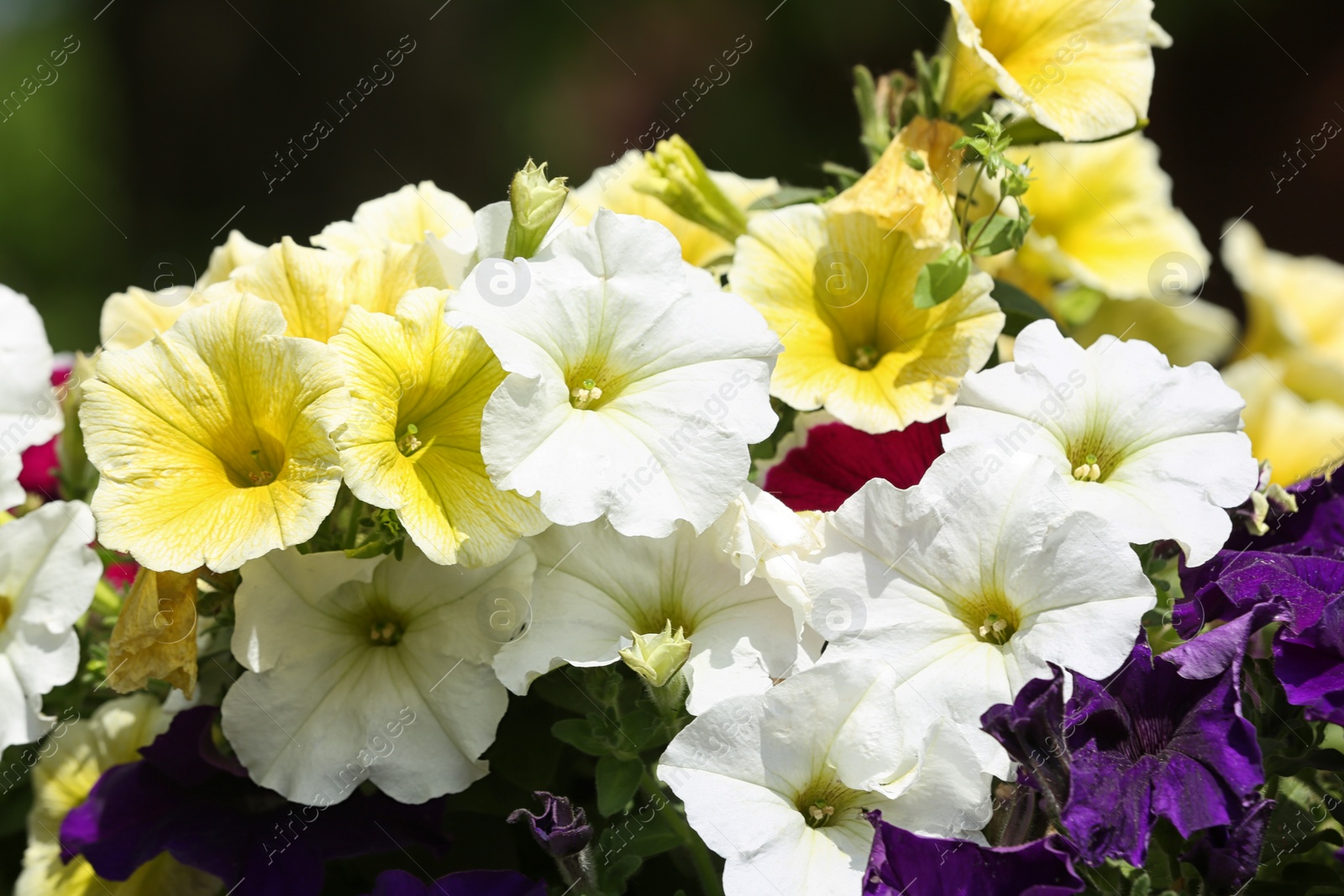 Photo of Beautiful bright petunias in garden, closeup. Spring flowers