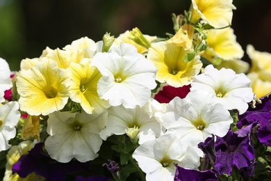 Beautiful bright petunias in garden, closeup. Spring flowers