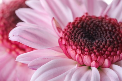 Photo of Beautiful pink chrysanthemum flower as background, macro view