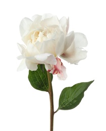 Beautiful fragrant peony flower isolated on white