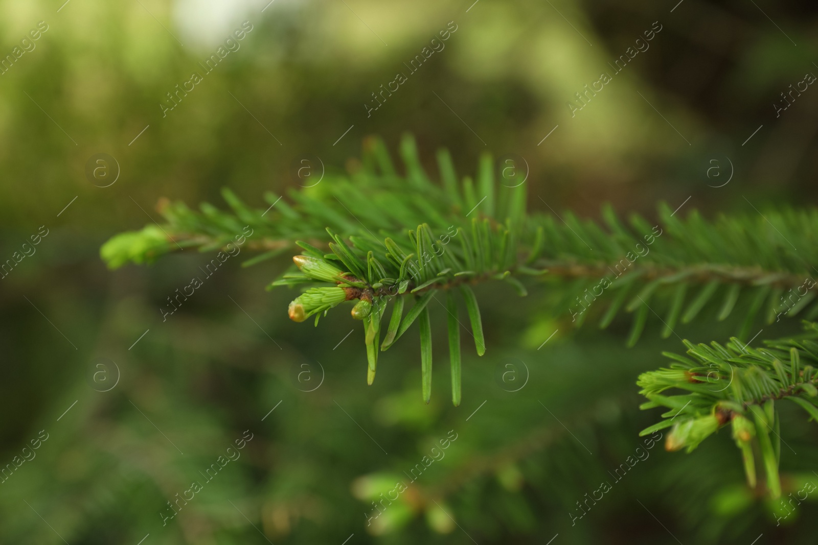 Photo of Green branches of beautiful conifer tree outdoors, closeup