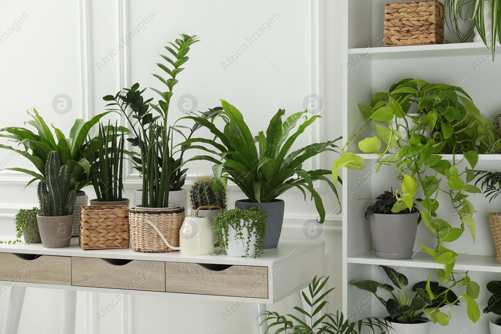 Photo of Green potted houseplants on table and shelves indoors