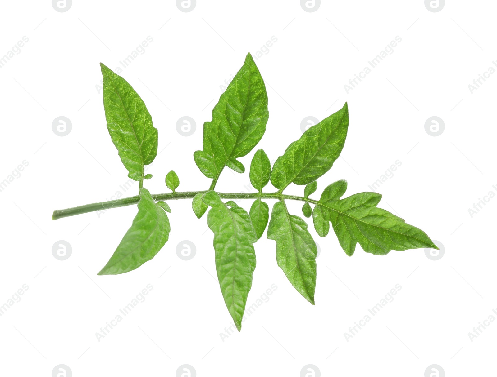 Photo of Branch of tomato plant with leaves isolated on white