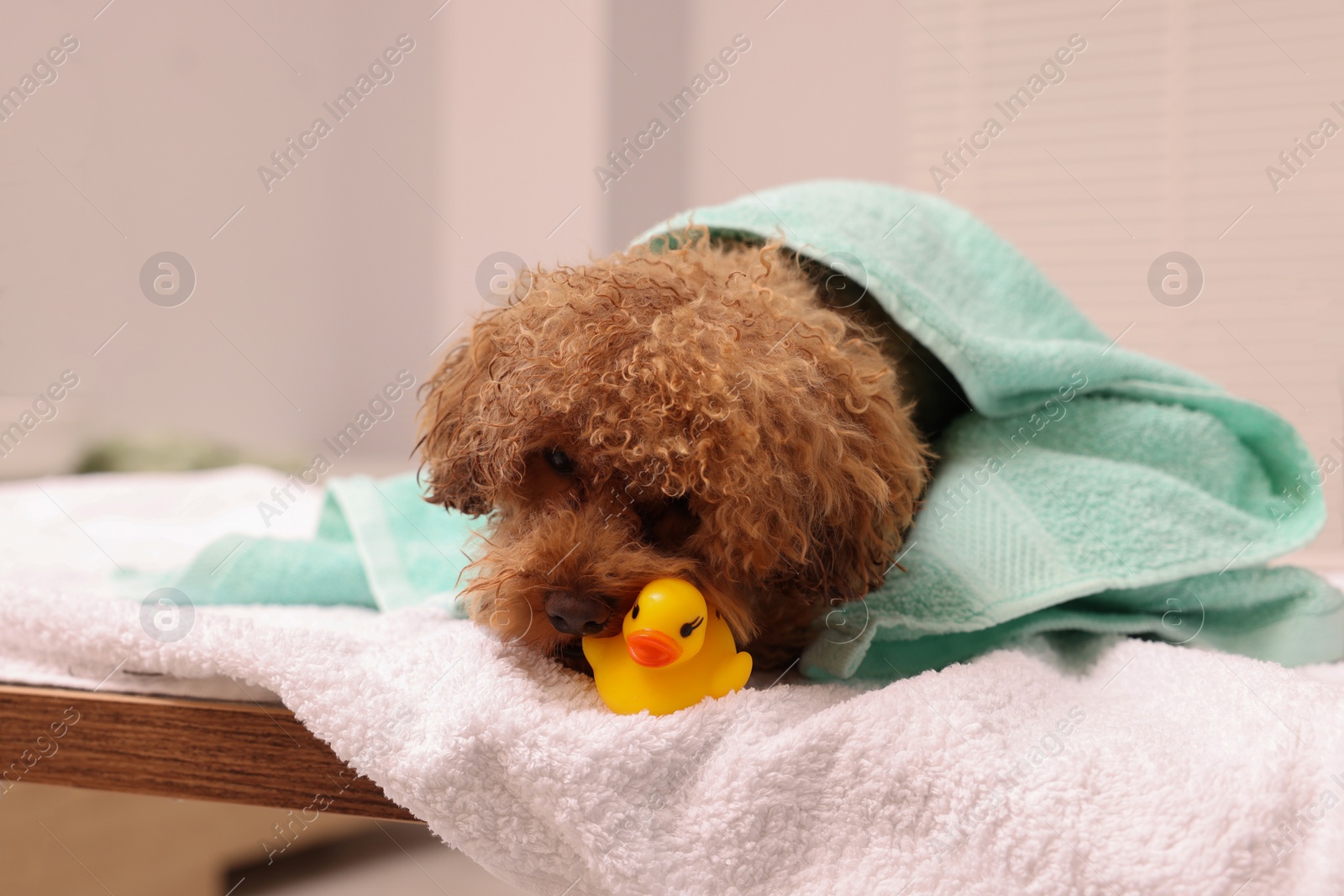 Photo of Cute Maltipoo dog wrapped in towel gnawing rubber duck indoors. Lovely pet