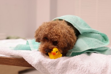 Photo of Cute Maltipoo dog wrapped in towel gnawing rubber duck indoors. Lovely pet