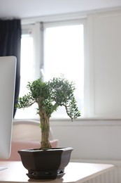 Photo of Beautiful bonsai tree in pot on table indoors